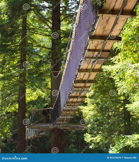 Redwoods `Tree Walk` 02 editorial image. Image of canopy - 85474870