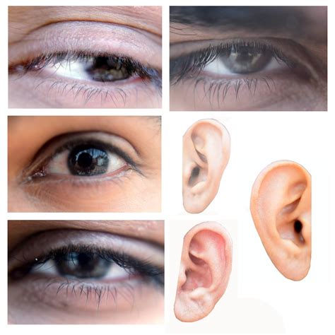 Eyes And Ears Free Stock Photo - Public Domain Pictures