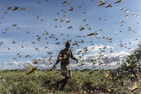 Desert Locust Swarms Devastate East Africa | CRS