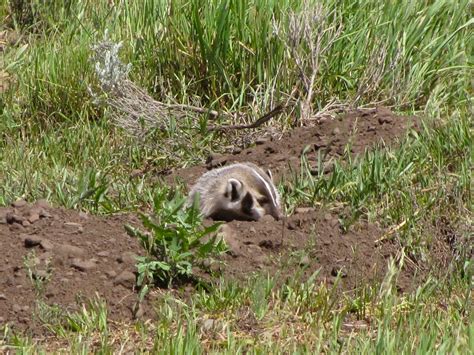 Badger, Yellowstone National Park - Wyoming | National parks wyoming, Yellowstone national park ...