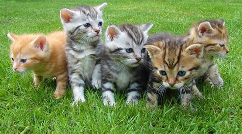 Ask A Vet: Why Are Kittens Born With Blue Eyes?