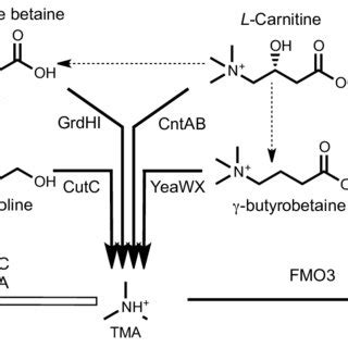 Microbial quaternary amine metabolism emphasizing reactions known to... | Download Scientific ...