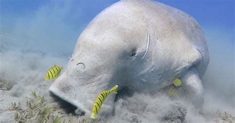 Watch: Dugong gorges itself on sea grass before taking a nap on the ocean floor | Oceans | Earth ...