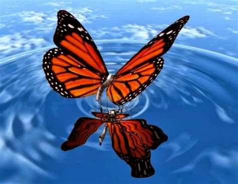 Flying Butterfly Wallpapers - Top Free Flying Butterfly Backgrounds - WallpaperAccess