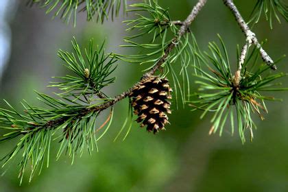 Is conifer evolution slow or fast…or both? – Ingvarsson Lab