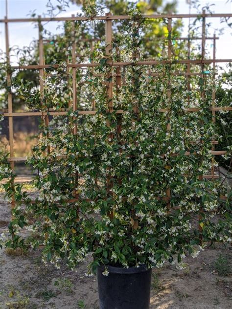 Star Jasmine Trellis for Sale in Paramount, CA - OfferUp