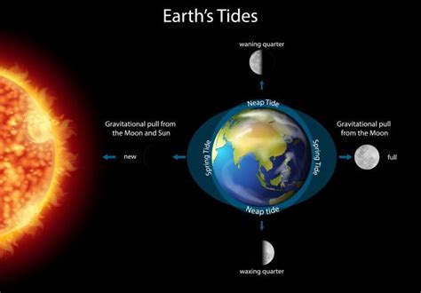 Free Vector | Diagram showing earth tides with earth and sun | Vector free, Earth, Tide