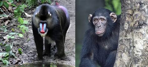 11 Honest Difference Between Ape and Monkey with Similarities - Animal Differences