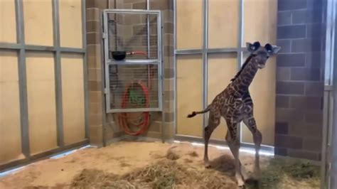 Sacramento Zoo shares latest video of female giraffe calf on social media – WSVN 7News | Miami ...