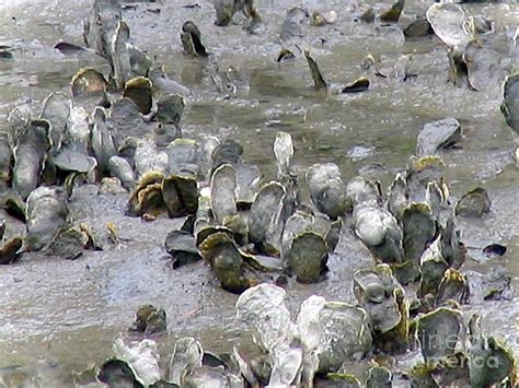 Oyster bed murrells Inlet SC Photograph by Inez Ellen Titchenal - Pixels