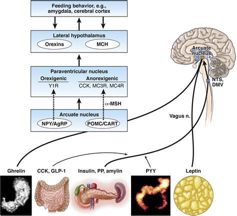 Peripheral Mechanisms in Appetite Regulation - Gastroenterology