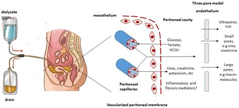 Describe the General Transport Process Involved in Dialysis - MinakruwSharp