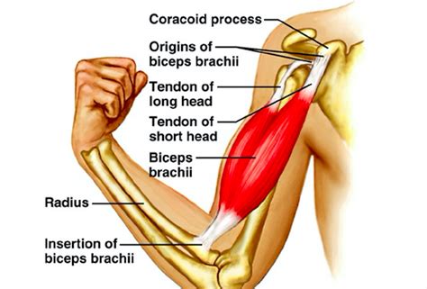 Arm Muscles Names : The Biceps (Human Anatomy): Function, Diagram ...