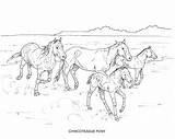 PRINTABLE Set Of 10 Horse Breed Coloring Pages Digital  Etsy Canada sketch template