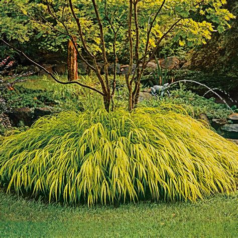 Gold Japanese Forest Grass Perennial| Spring Hill Nurseries | Hakone ...