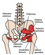 Obturator Externus - Physiopedia