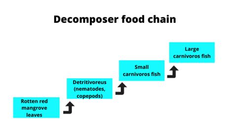 Decomposers In Food Chain Examples