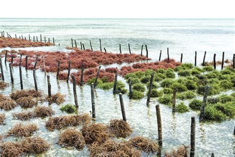 Seaweed farming gains traction - Aquaculture North AmericaAquaculture ...