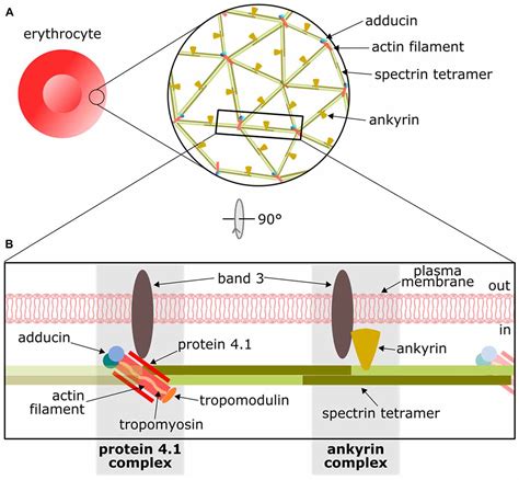 Frontiers | The Actin/Spectrin Membrane-Associated Periodic Skeleton in Neurons