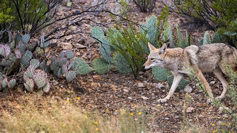 Central Texas Wildlife: Which Are Friends or Foes of Your Pet's? – Tomlinson's Feed