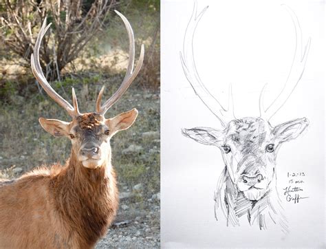 Elk Face Outline