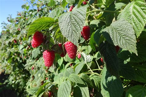 'Cascade Premier' raspberry bred for mechanical harvest by WSU - Fruit Growers News