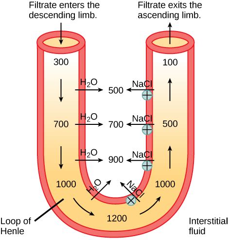 Kidney Function and Physiology | Biology for Majors II