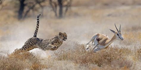 África - Características, países, cultura, fauna y fauna