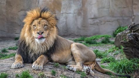 Lion Sitting on a Rock in Zoo HD Wallpaper | 1920x1080 resolution wallpaper