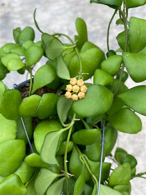 Hoya Heuschkeliana Yellow | Etsy