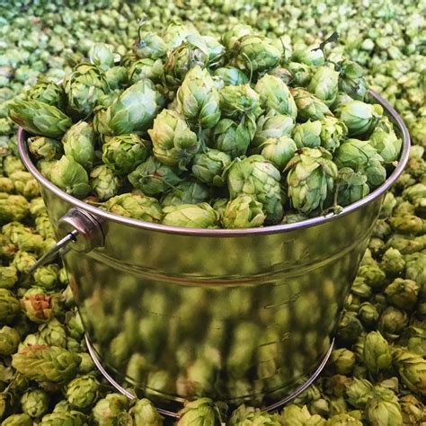 2016 USA Hop Harvest Yields 87.1 Million Pounds Of Hops