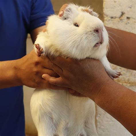 Can Guinea Pigs Have Sales USA, Save 42% | jlcatj.gob.mx