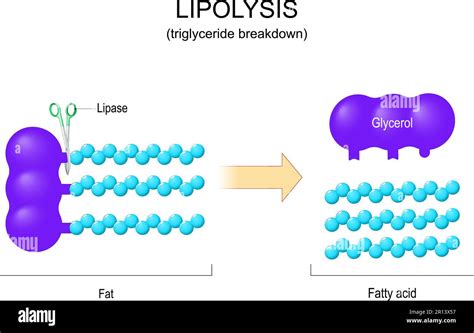 Lipolysis. Triglyceride Breakdown. Lipase is an enzyme that splits triglycerides into a glycerol ...