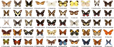 Samples of 50 butterfly species for the automatic identification ...