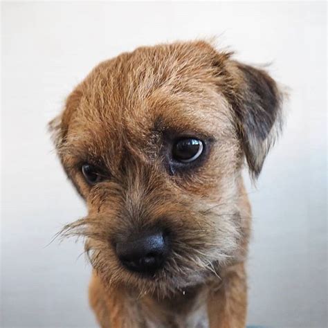 √70以上 norfolk terrier border terrier yorkie mix 189320