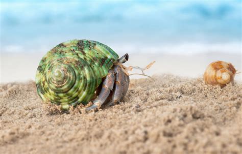 Colorful hermit crab on the beach. – Land Hermit Crab Owners Society