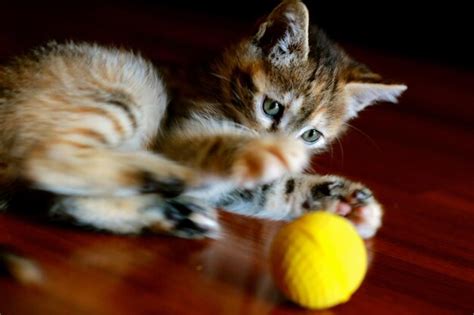 Premium Photo | Close-up portrait of cat relaxing on bed