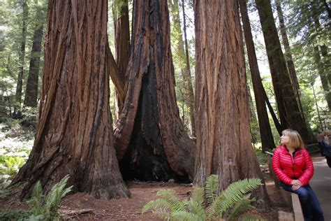 At a mere 777 years, Muir Woods’ tallest tree not as old as previously ...