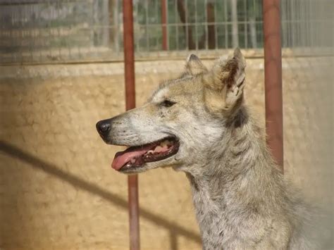 Arabian wolf - Facts, Diet, Habitat & Pictures on Animalia.bio