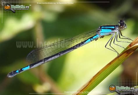 Azure Bluet