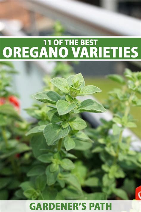 11 of the Best Culinary and Ornamental Oregano Varieties