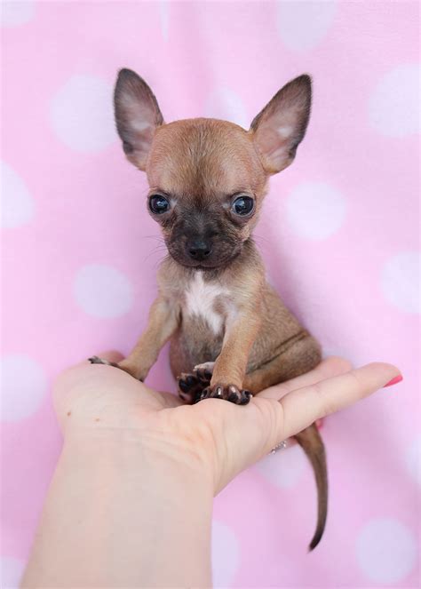 Teacup Chihuahua Puppies Available in South Florida | Teacups, Puppies ...