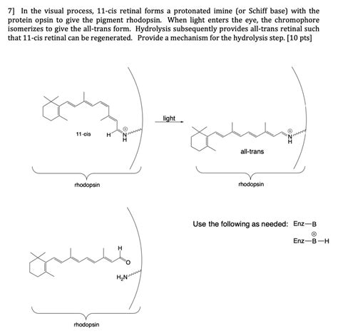 SOLVED: In the visual process, 11-cis retinal forms a protonated imine (or Schiff base) with the ...