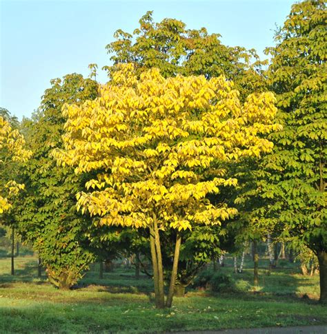 Broussonetia papyrifera | Paper mulberry - Van den Berk Nurseries