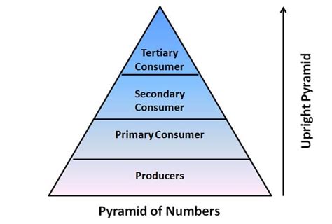 Ecological Pyramid | Definition, Number, BioMass, Energy Pyramids