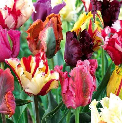 Mixed Parrot Tulips | Fresh Garden Decor