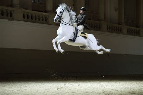 The Spanish Riding School (practice session), Vienna | TPG | Paarden