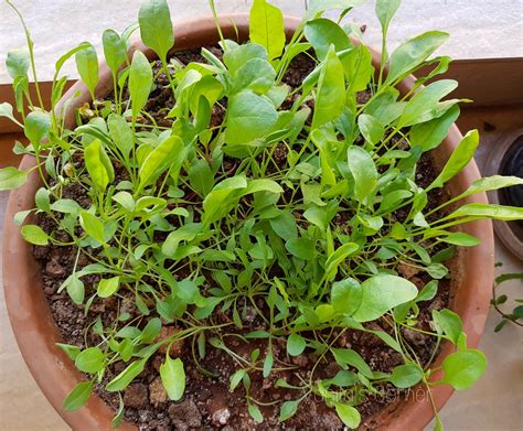 How to grow Spinach in containers |Pots - Vanita's Corner