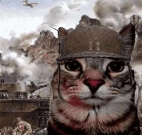 War Cat GIF - War Cat War cat - Discover & Share GIFs