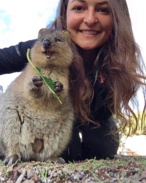 Quokka Selfie Trend Has People Posing with Adorable Australian Animal